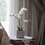 Maltina Villa *